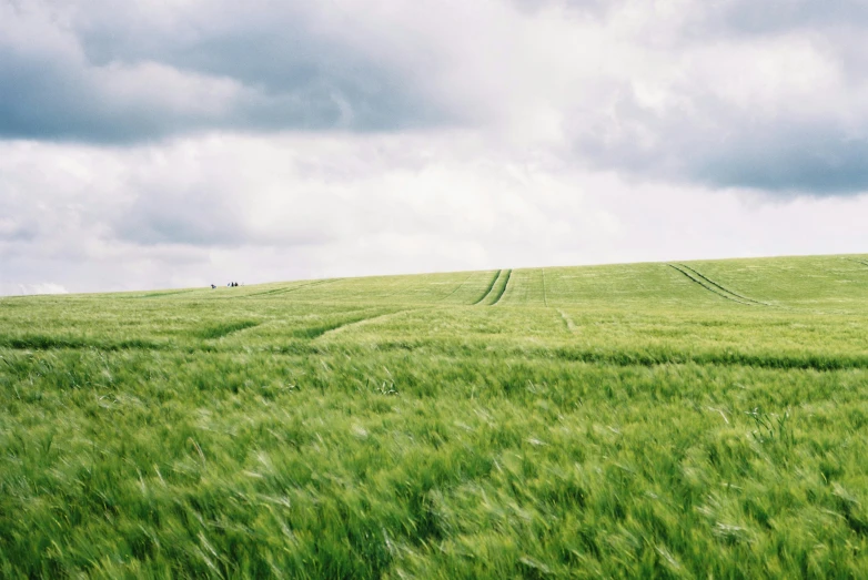 a field with green grass and blue skies