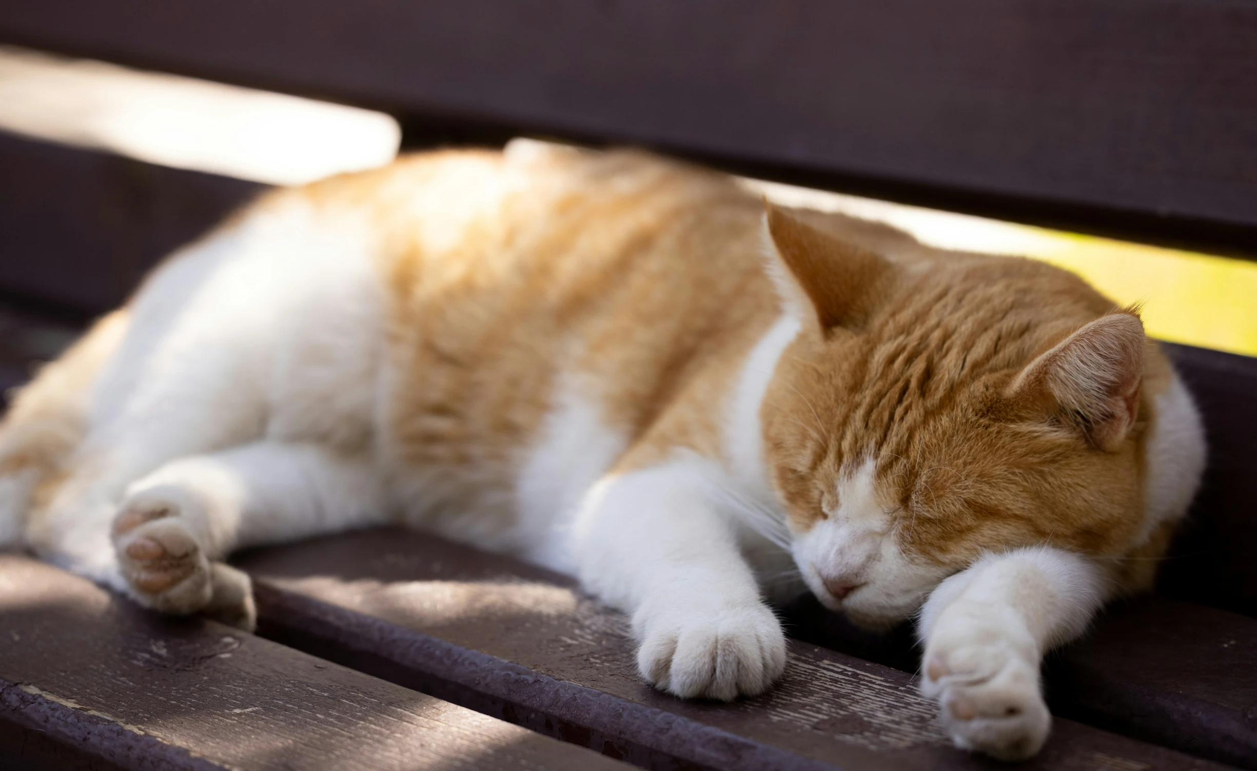 a fat cat laying on a bench relaxing