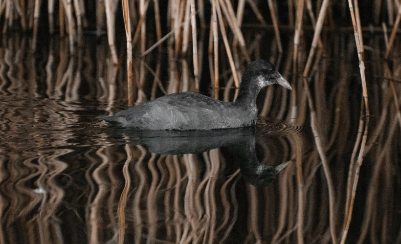 this is a picture of a small bird that i'm floating in the water