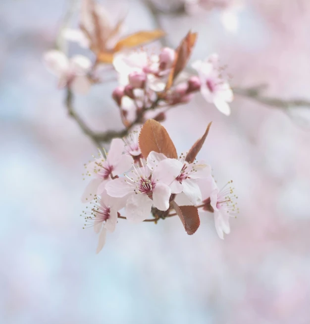 this is some beautiful pink flowers on a nch