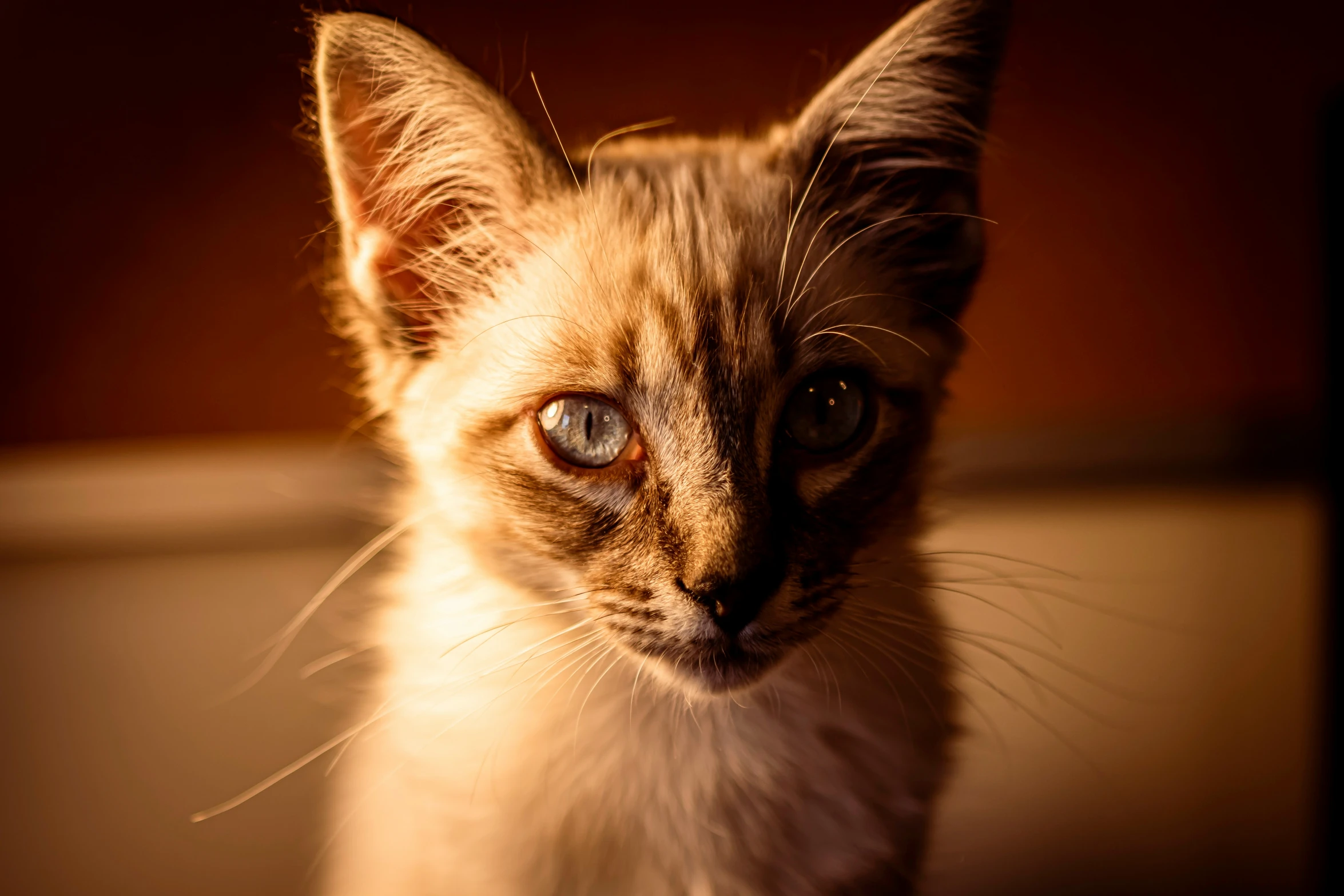 an adorable brown cat with bright blue eyes sitting in front of a wall