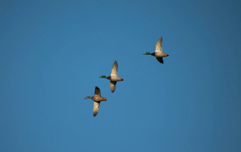 three ducks flying in formation against a blue sky