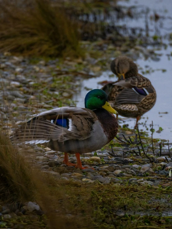 two ducks are looking for food in the mud