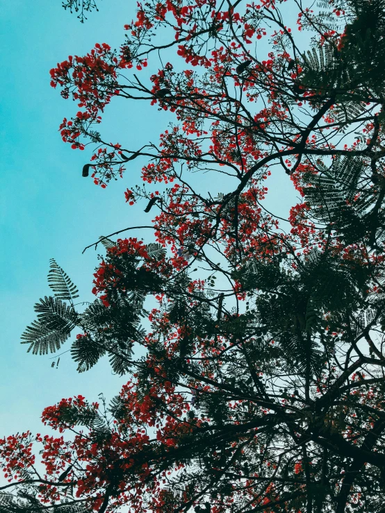 a large jetliner flying over a forest covered with trees