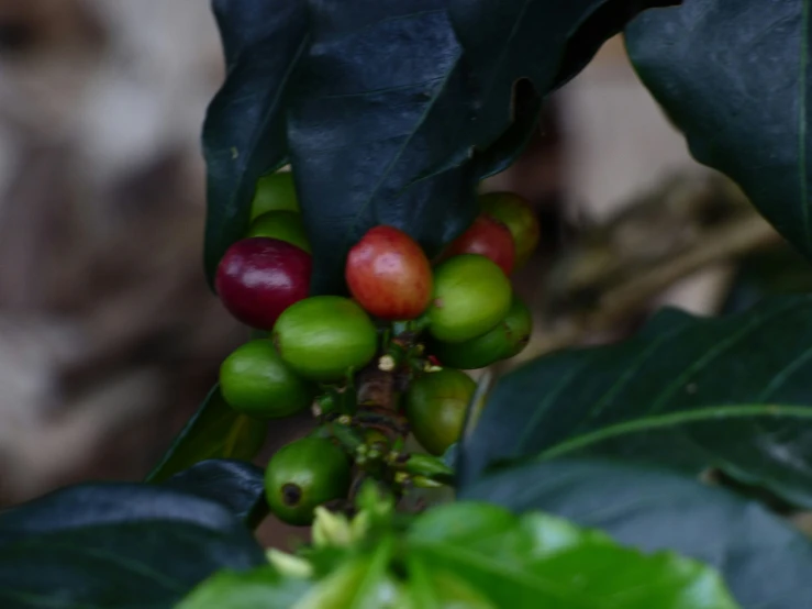 a nch filled with lots of fruits and green leaves