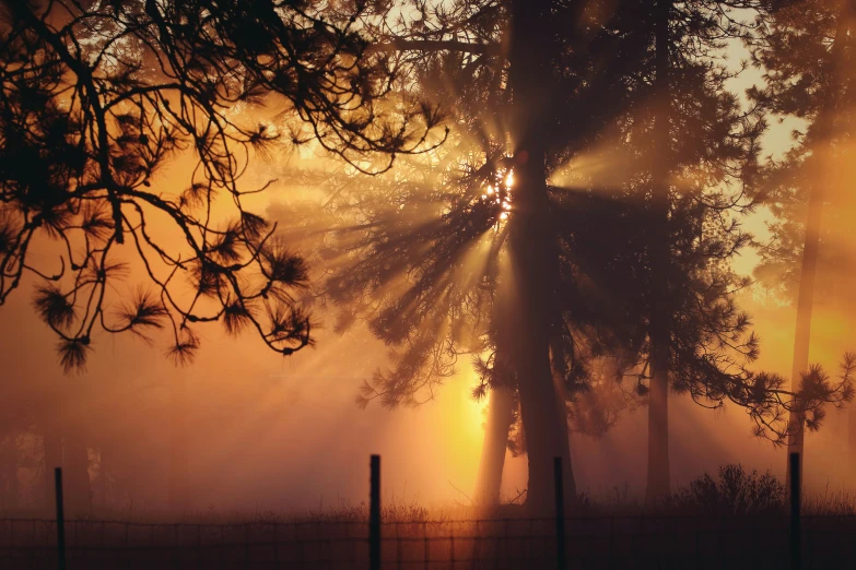 a sunburst shines through the trees in a park