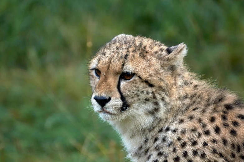 a cheetah sitting in a field with its eyes wide open