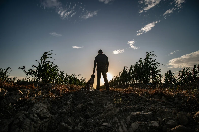 silhouette of man standing in corn field on sunny day