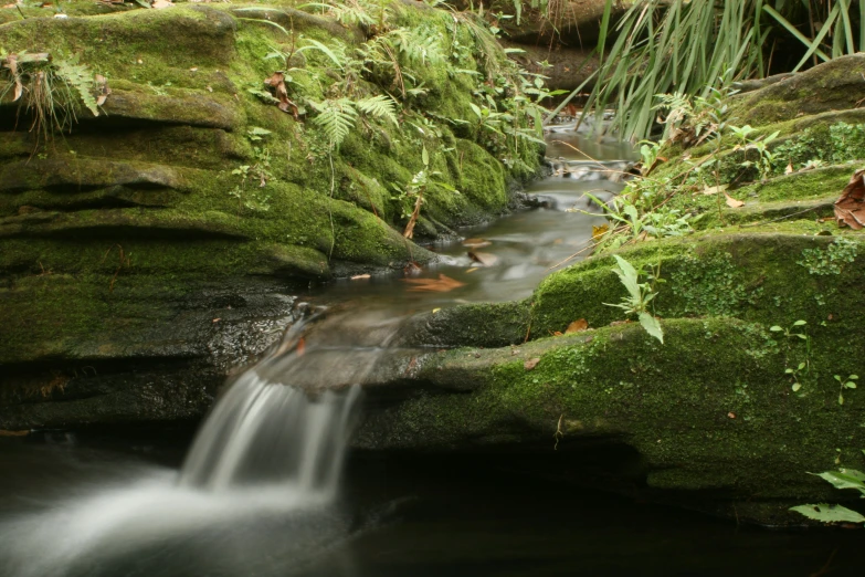 a small waterfall flows down a stream surrounded by moss