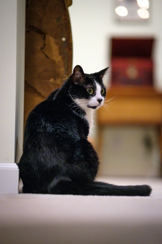 the cat sitting on top of the floor in front of a chair