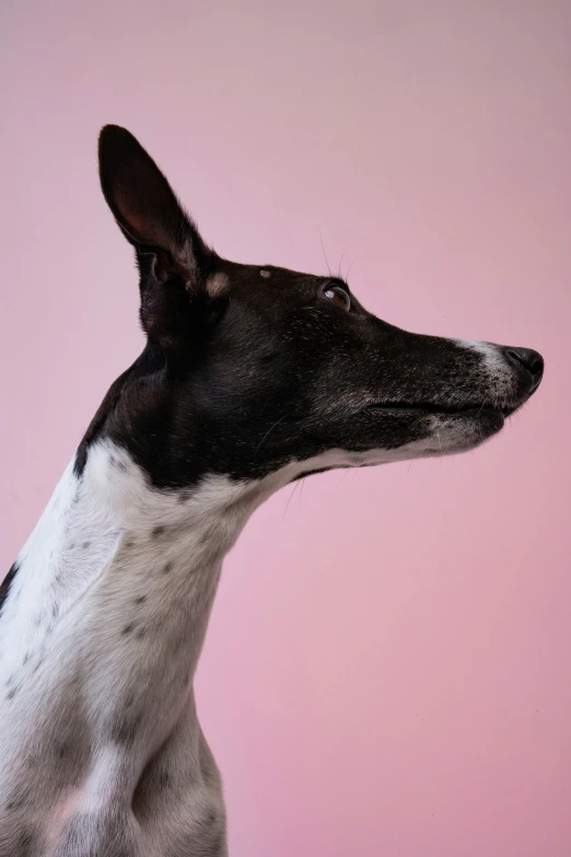 this dog is posing for the camera and not looking in the other direction