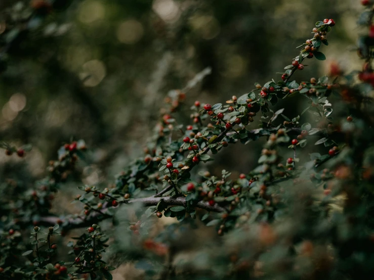 a bush with some red berries growing on it