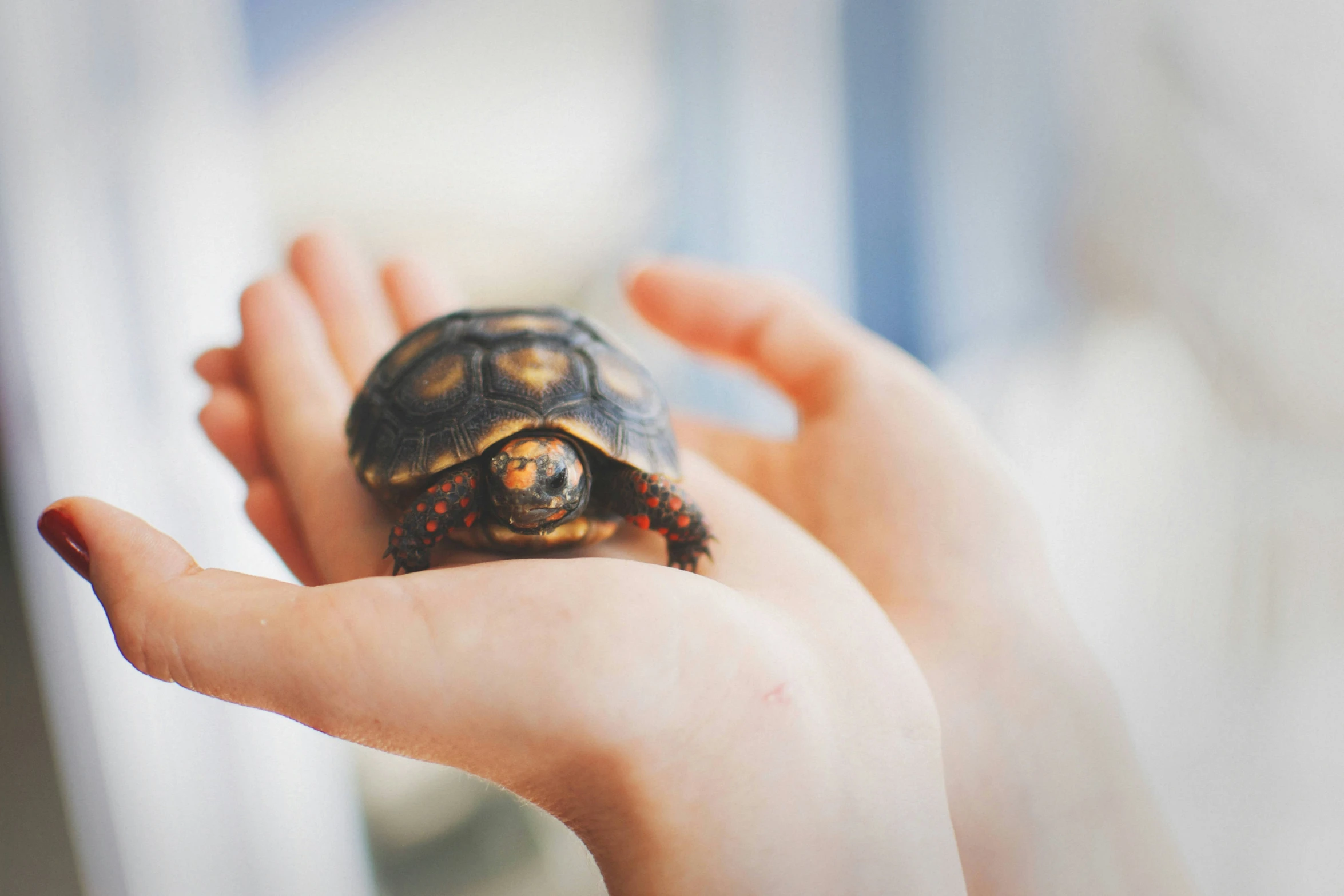 a person's hand is holding a small turtle