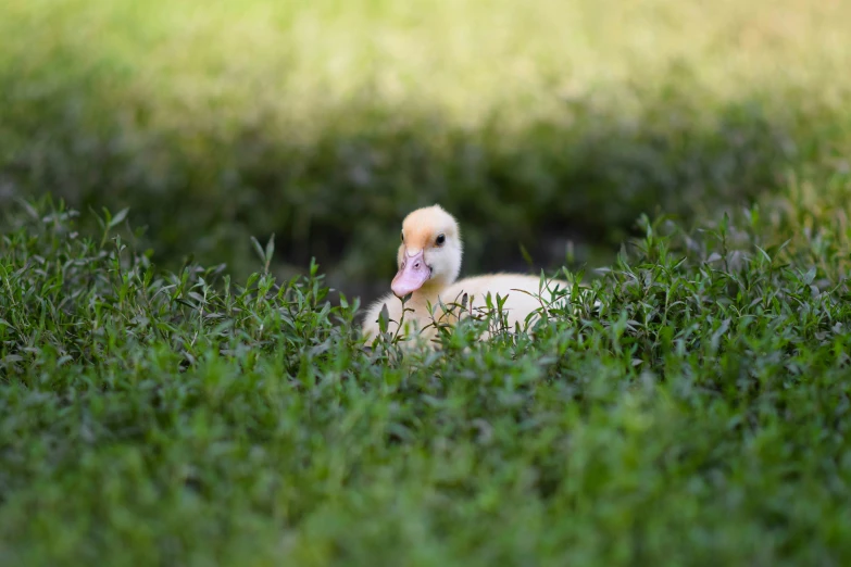 an adorable duck is sticking out its tongue outside