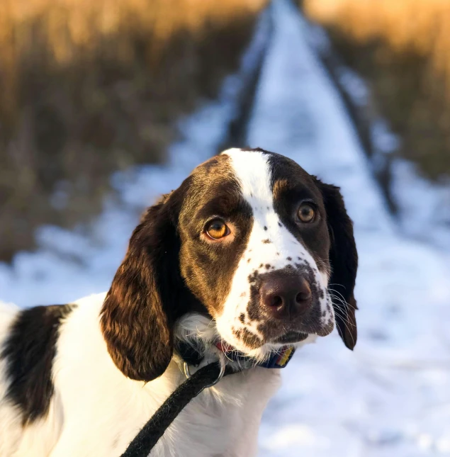 dog with brown and white coat in snow looking at the camera