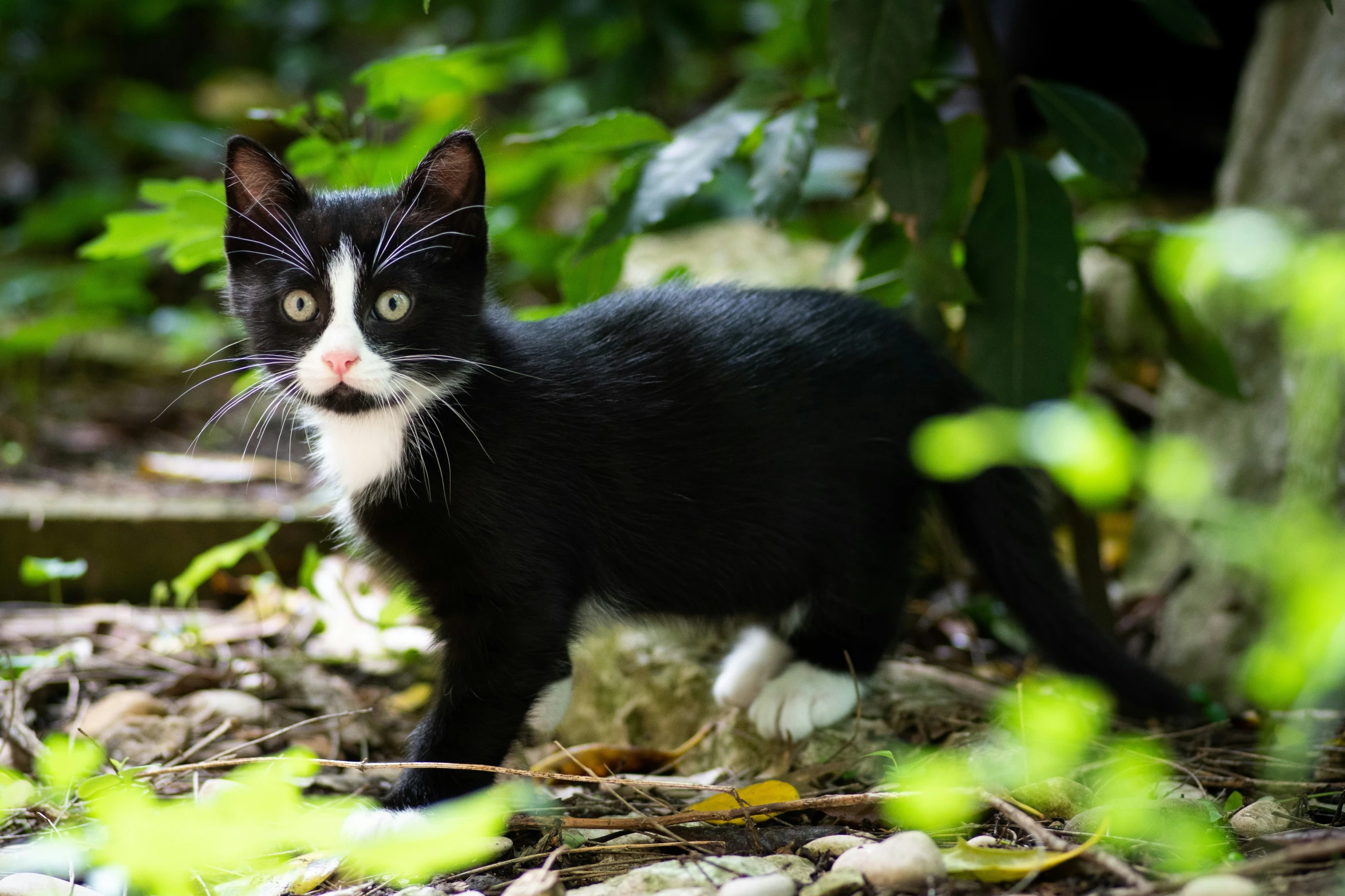 a black cat standing near a tree looking around