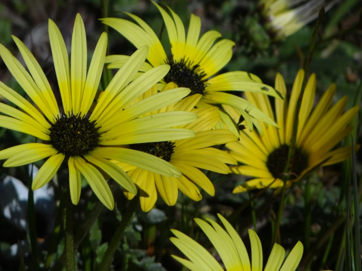 a cluster of yellow flowers growing together