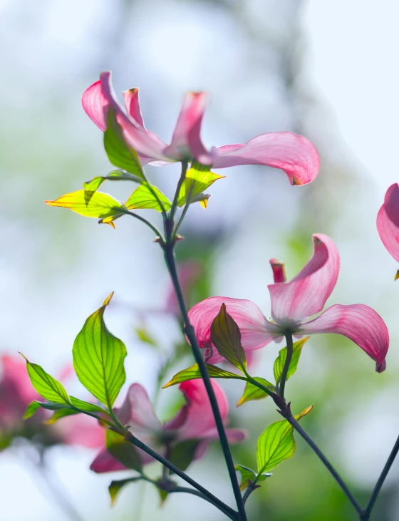 the pink flowers with green leaves are next to each other