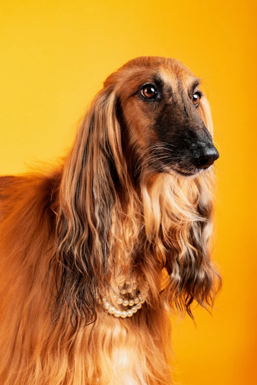 close up of an older dog sitting on a chair