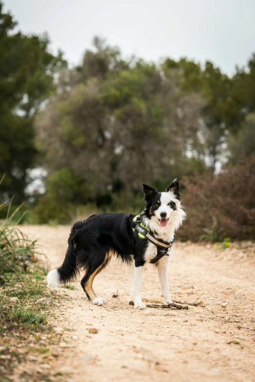 small dog standing on dirt path near trees