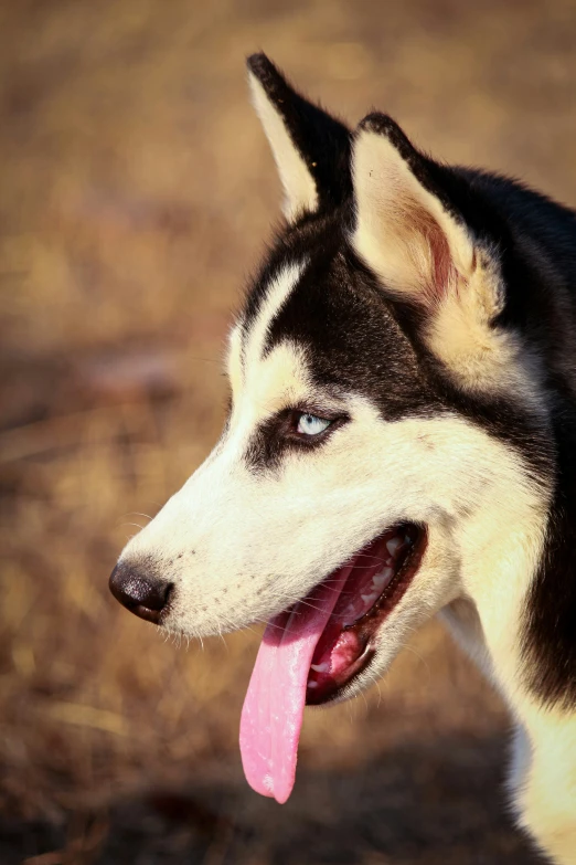 dog with it's tongue out and eyes wide open