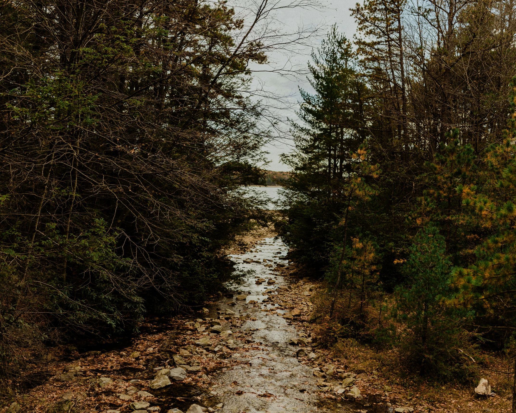 a pathway winds through a wooded area with dirt and plants