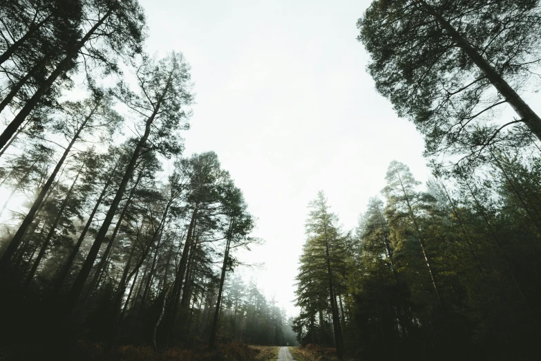 a car traveling down a forest road with a truck driving down it