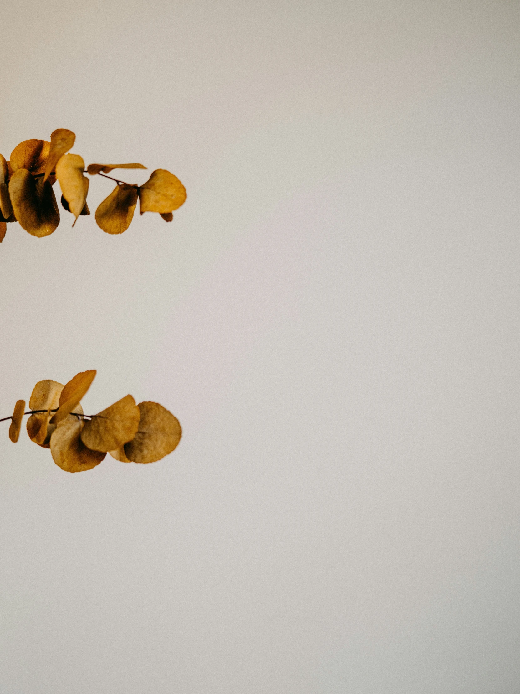 two flowers floating on water with white sky behind them