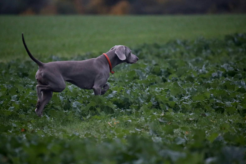 a gray dog stands in a large field