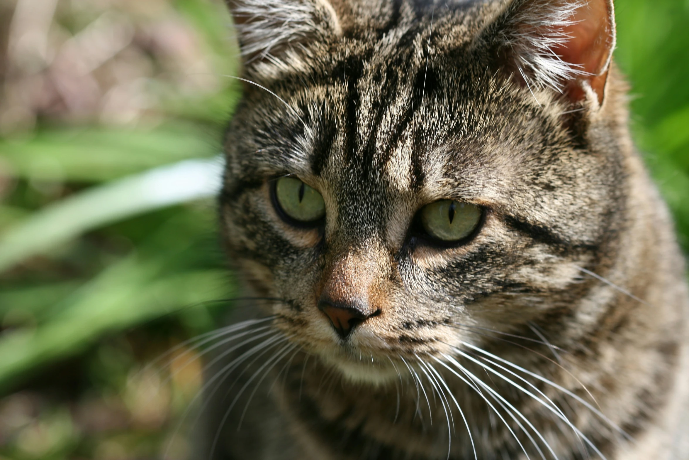 a close up s of a cat that is staring at the camera