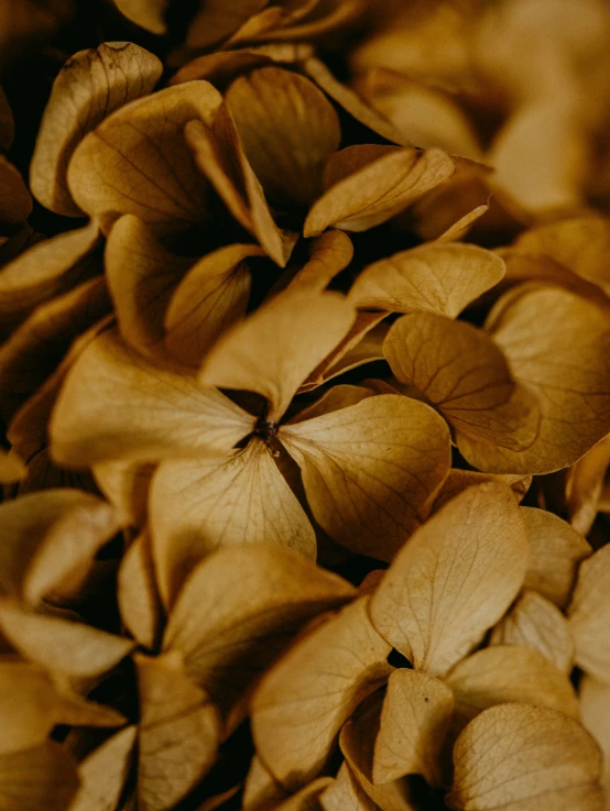 the large leafy plants have a brown pattern