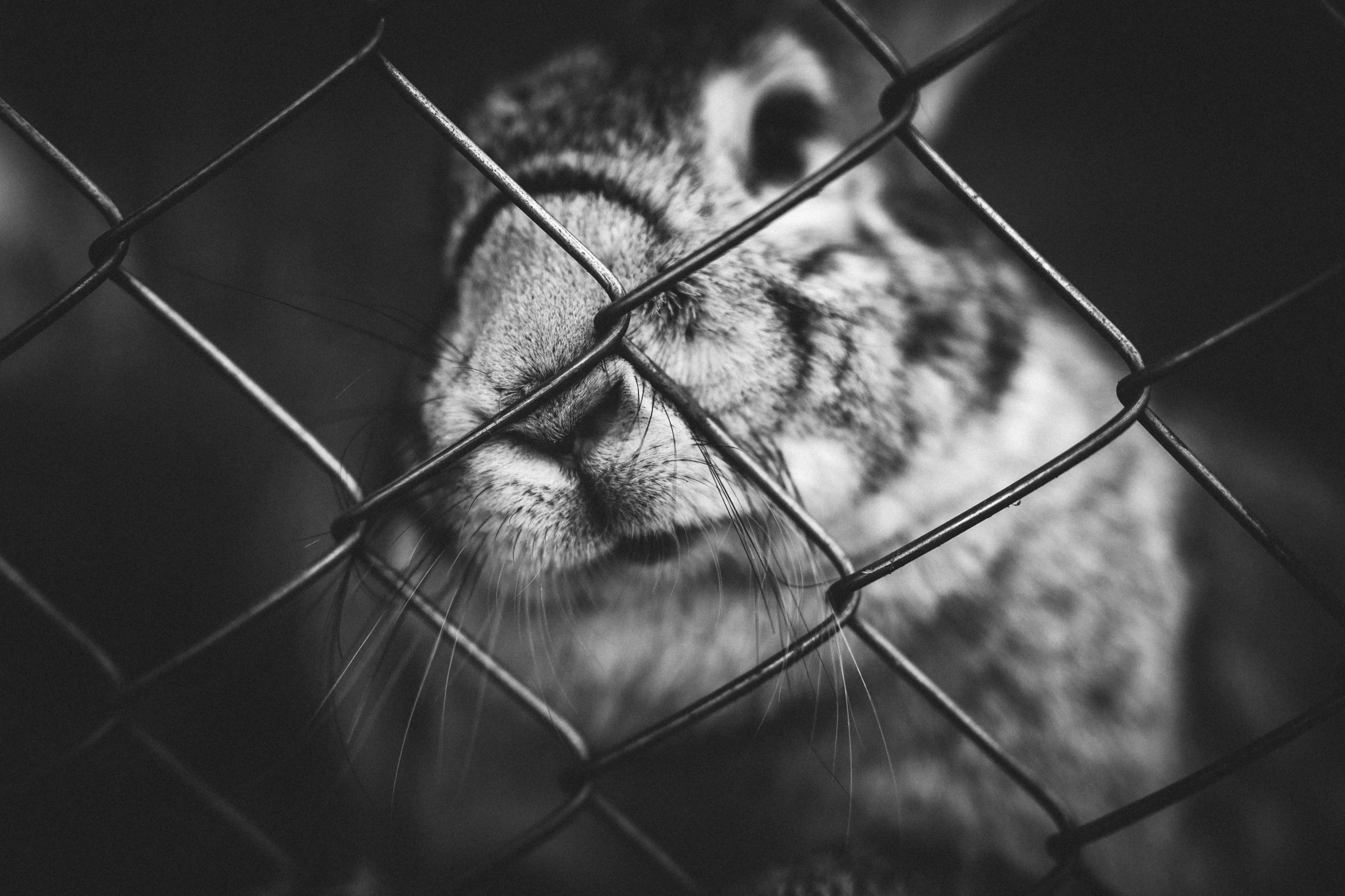 a small tiger behind a fence looking at soing