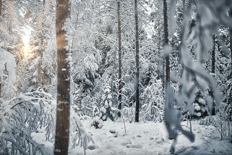 snow covers trees and nches in the forest