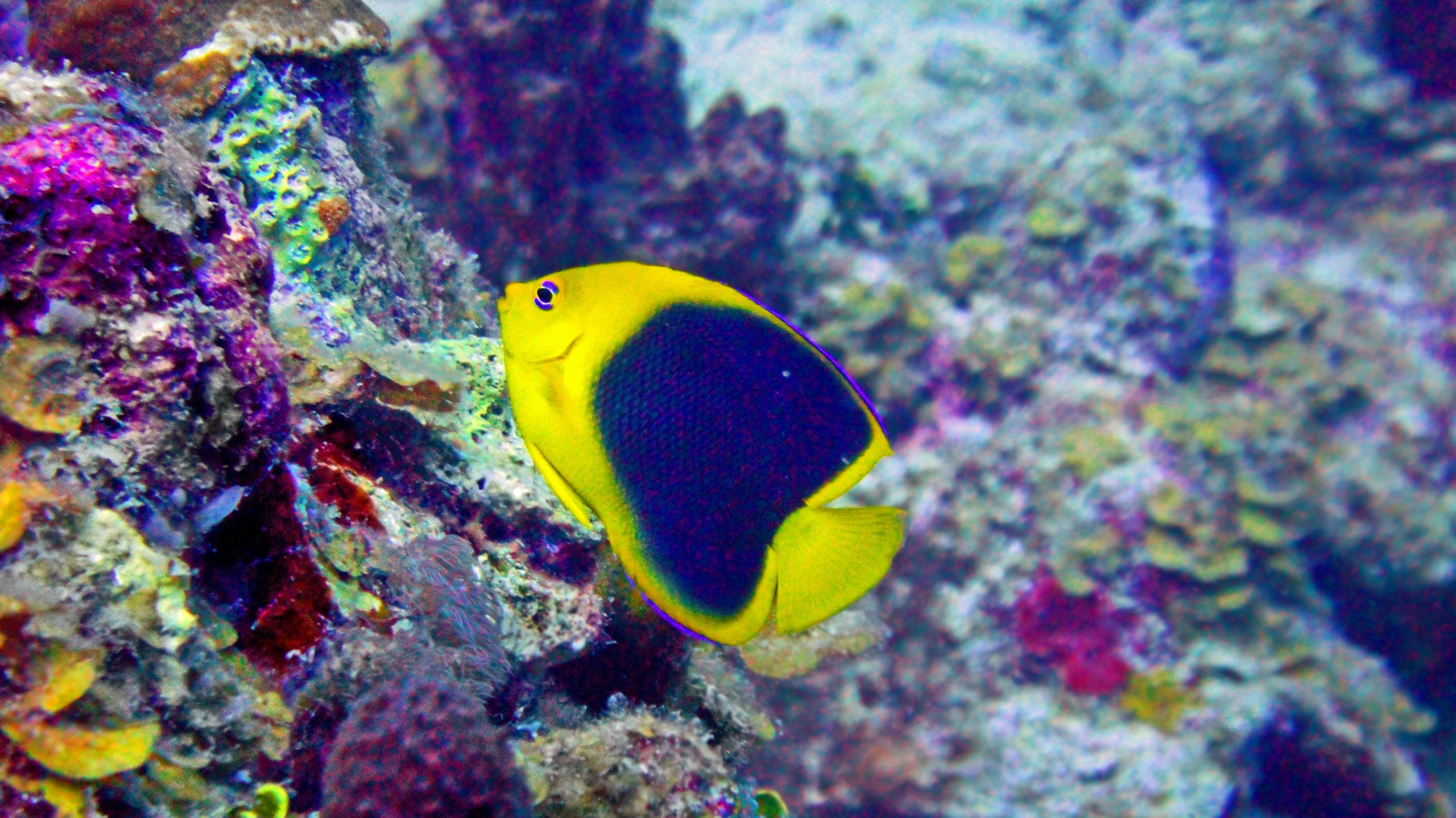 a yellow and black fish is in the water