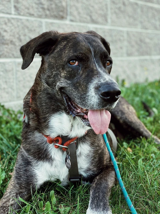 a dog with a long tongue is sitting in grass