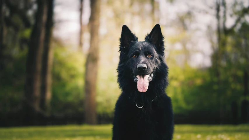 a black german shepherd is posing for a pograph