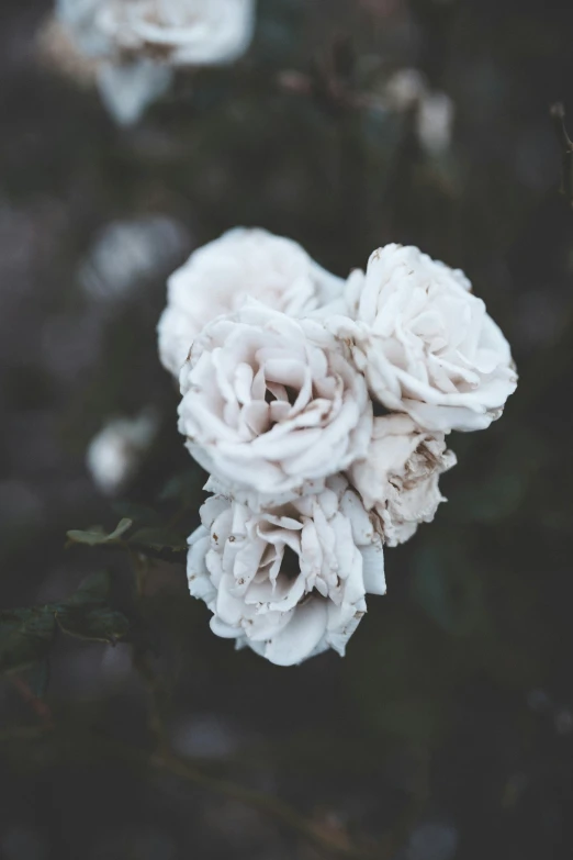 pink roses with a blurry background of brown leaves