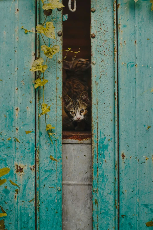 the cat is looking outside through the small opening in the wall