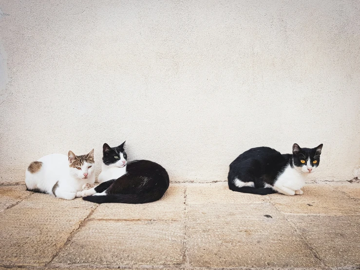 two cats that are laying on the ground