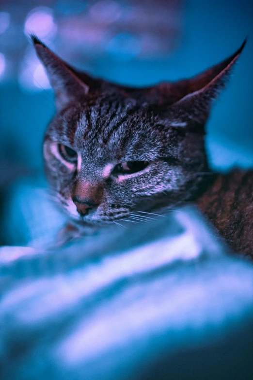 a striped cat is sleeping with its head above the edge of bed