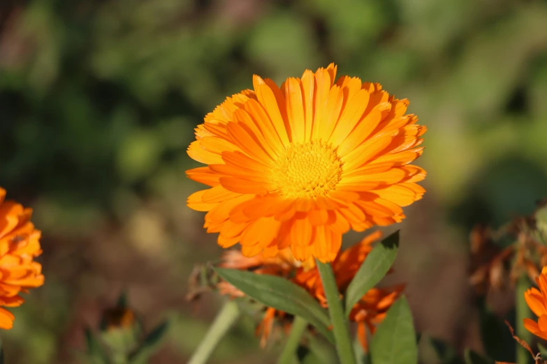 a group of orange flowers that are in the grass