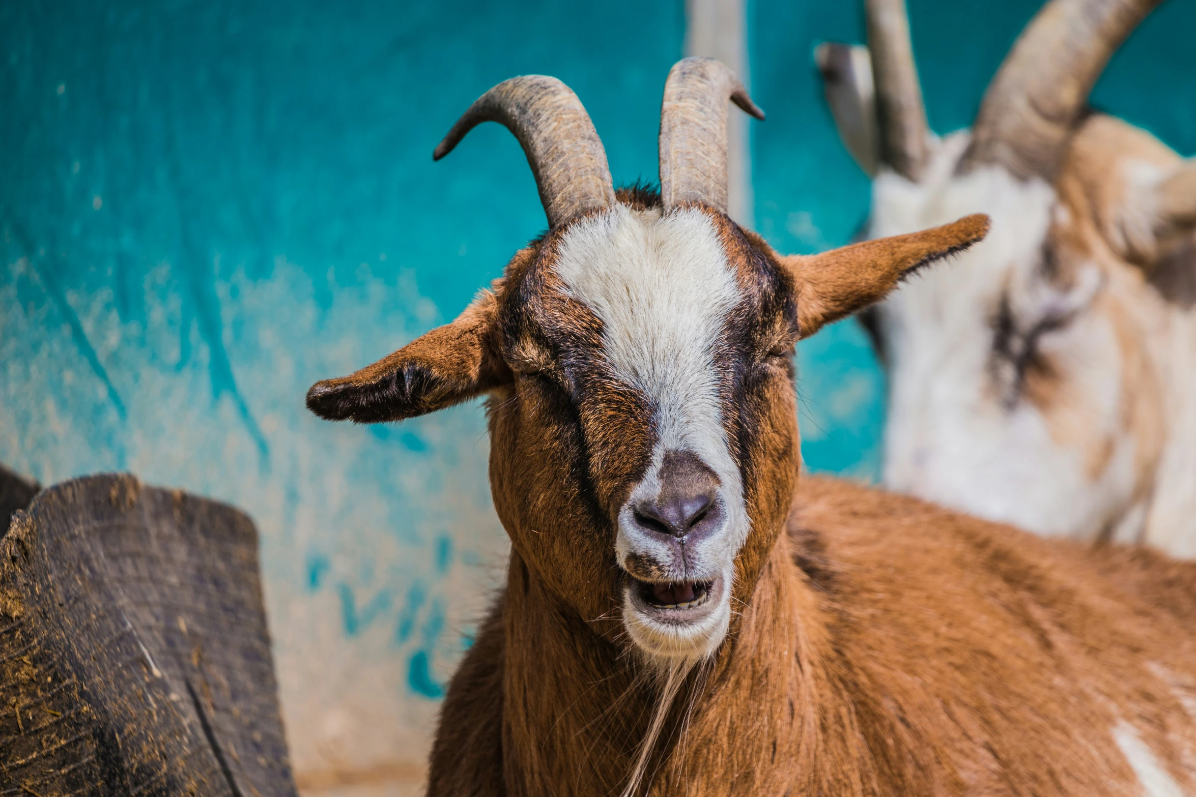 a close up of goats near one another