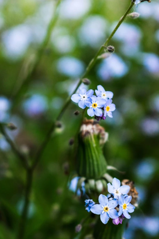 flowers in the green with blue and yellow petals