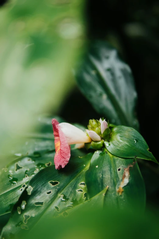 an orange and pink flower sits on top of a leaf