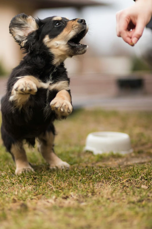 a small dog is jumping into the air to catch a frisbee