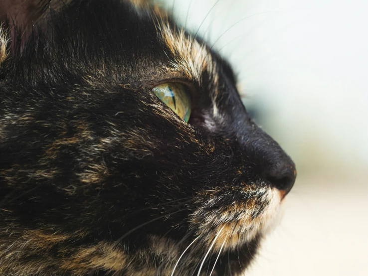 a closeup of a cat's face looking ahead