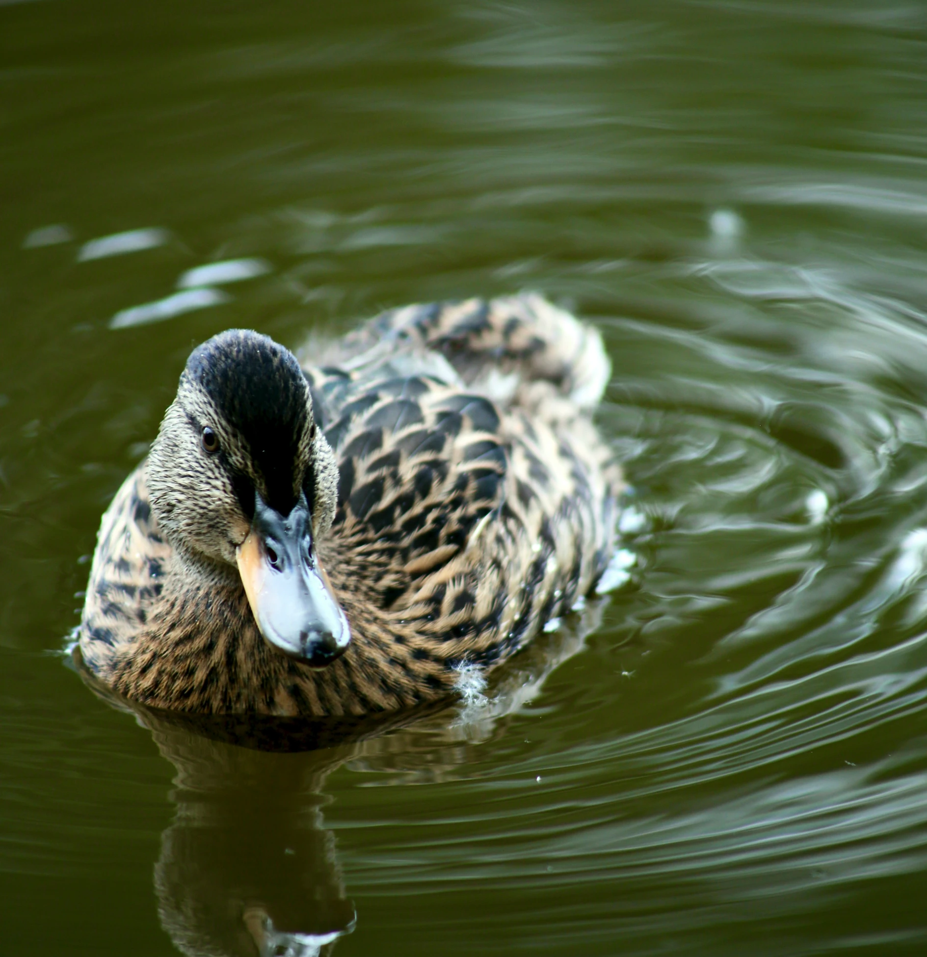 a duck is floating in a green pond