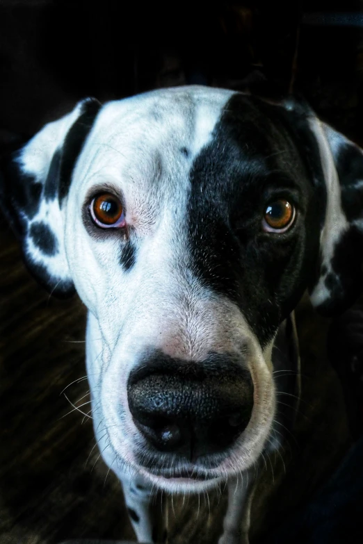 there is a black and white dog with a yellow eye