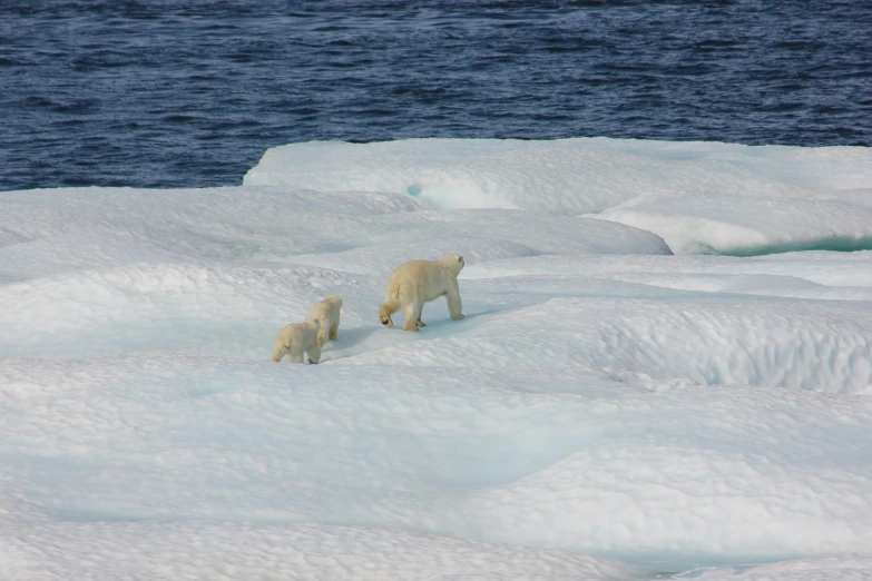 two polar bears standing near some melting water