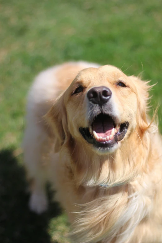 a golden retriever dog in the grass with its mouth open